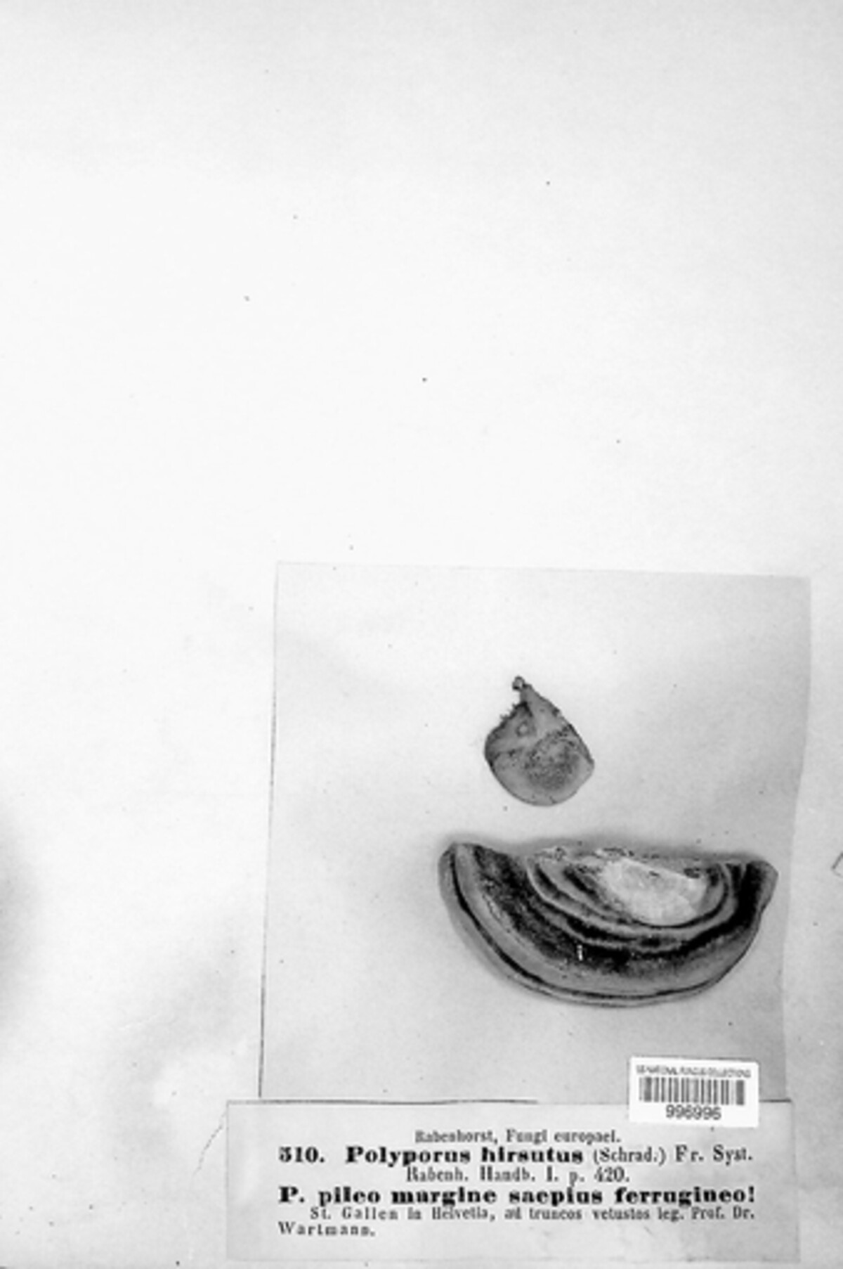 Trametes hirsuta image
